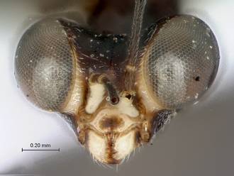 Gonatopus_subrufulus_head_frontal