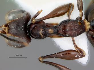 Gonatopus_subrufulus_hhead_mesosoma_dorsal