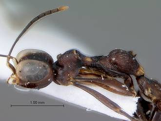 Gonatopus_subrufulus_hhead_mesosoma_lateral