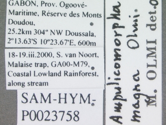 Ampulicomorpha_magna_labels