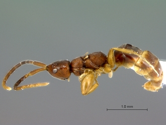 Embolemus_africanus_female_habitus_lateral