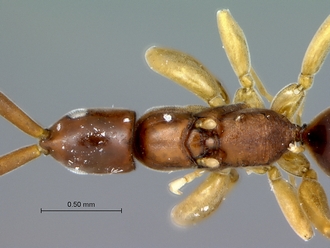 Embolemus_africanus_female_head_mesosoma_dorsal