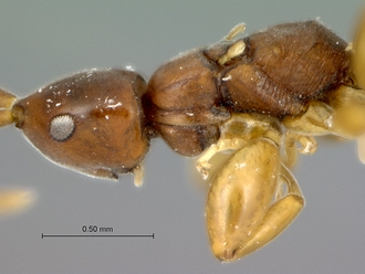 Embolemus_africanus_female_head_mesosoma_lateral