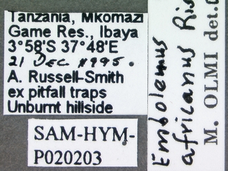Embolemus_africanus_female_labels