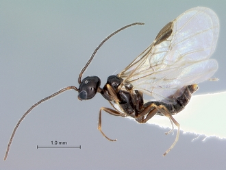Myrmecopterina_species_male_habitus_lateral