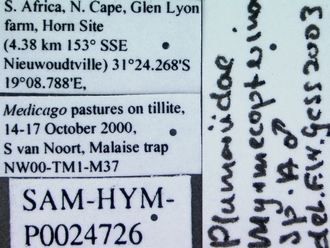 Myrmecopterina_species_male_labels