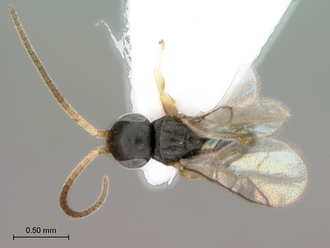 Probethylus_callani_male_habitus_dorsal