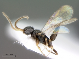 Probethylus_callani_male_habitus_lateral