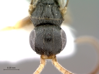 Probethylus_callani_male_head_frontal
