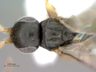 Probethylus_callani_male_head_mesosoma_dorsal