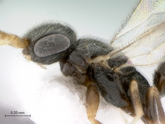 Probethylus_callani_male_head_mesosoma_lateral