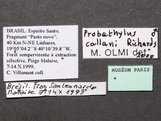 Probethylus_callani_male_labels