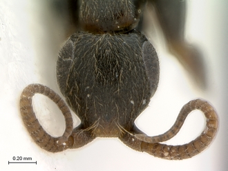 Sclerogibba_crassifemorata_NEOTYPUS_female_head_frontal