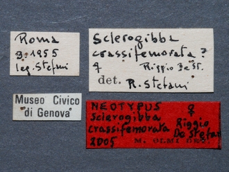 Sclerogibba_crassifemorata_NEOTYPUS_female_labels