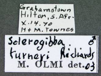 Sclerogibba_turneri_data_labels