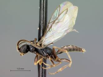 Sclerogibba_turneri_habitus_lateral