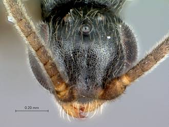 Sclerogibba_turneri_head_frontal