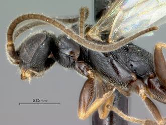 Sclerogibba_turneri_head_mesosma_lateral