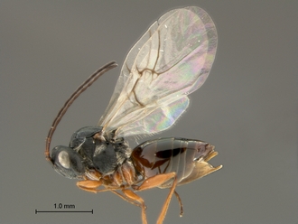 Phanacis_SAM-HYM-P043561_female_body_lateral