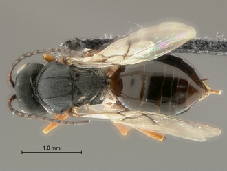 Phanacis_SAM-HYM-P043561_female_habitus_dorsal