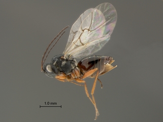 Phanacis_SAM-HYM-P043561_female_habitus_lateral