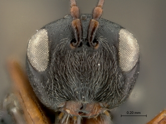 Phanacis_SAM-HYM-P043561_head_frontal