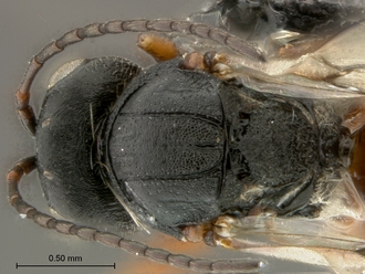 Phanacis_SAM-HYM-P043561_head_mesosoma_dorsal