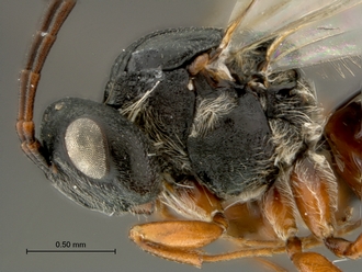 Phanacis_SAM-HYM-P043561_head_mesosoma_lateral