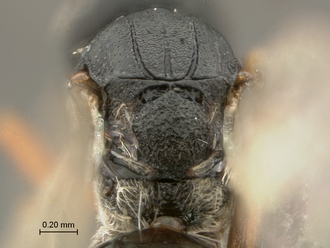 Phanacis_SAM-HYM-P043561_mesoscutum_propodeum_posterodorsal