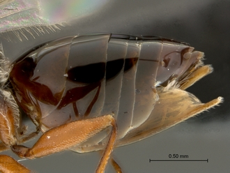 Phanacis_SAM-HYM-P043561_metasoma_lateral