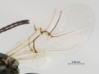Phanacis_SAM-HYM-P043561_wings
