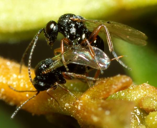 Rhoophilus_loewi