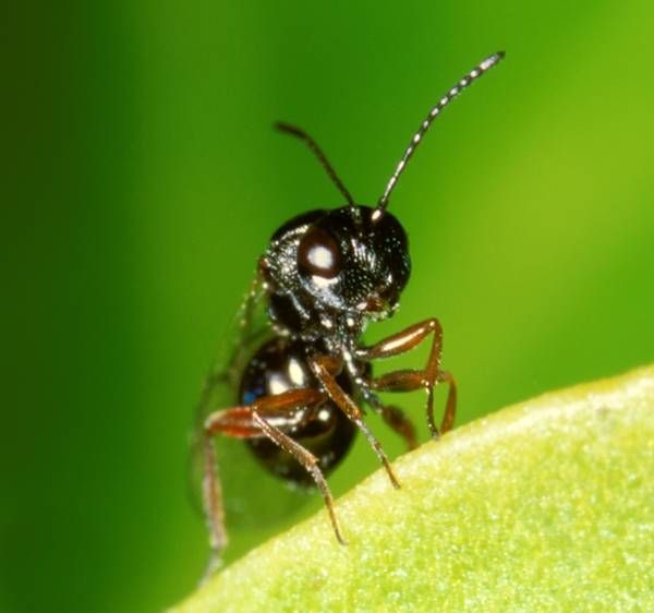 Rhoophilus_loewi