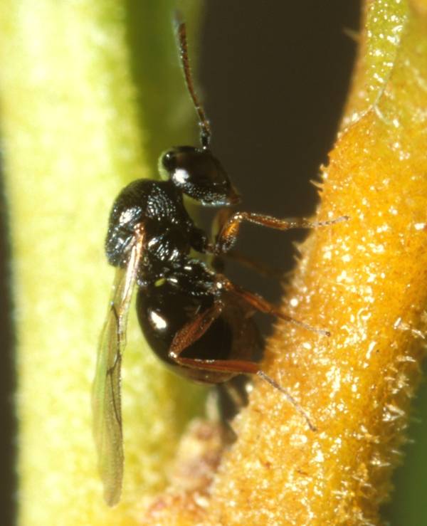 Rhoophilus_loewi
