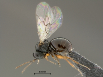 Rhoophilus_loewi_SAM-HYM-P024814_female_habitus_lateral_