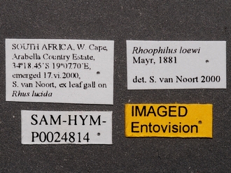 Rhoophilus_loewi_SAM-HYM-P024814_labels