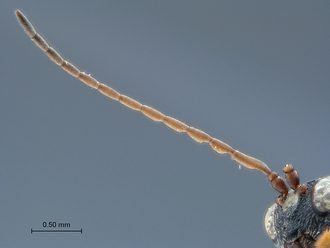 Anacharoides_astrida_HT_MRAC_antenna
