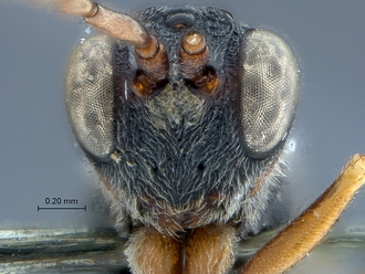 Anacharoides_astrida_HT_MRAC_head_anterior
