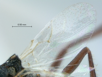 Anacharoides_astrida_HT_MRAC_wings