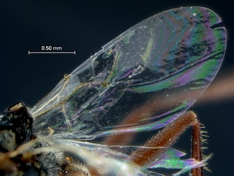 Anacharoides_astrida_HT_MRAC_wings_WIP