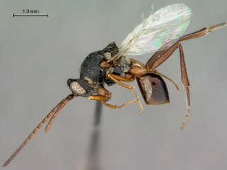 Anacharoides_astrida_HT_habitus_lateral