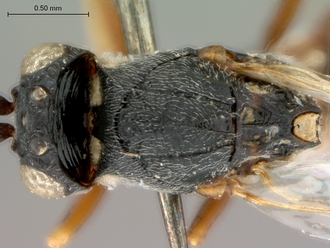 Anacharoides_astrida_HT_head_mesosoma_dorsal