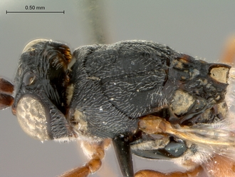 Anacharoides_astrida_HT_head_mesosoma_dorsolateral