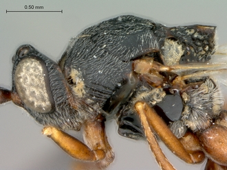 Anacharoides_astrida_HT_head_mesosoma_lateral