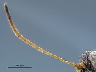 Anacharoides_elongaticornis_HT_MRAC_antenna