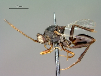 Anacharoides_elongaticornis_HT_habitus_lateral