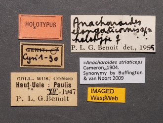 Anacharoides_elongaticornis_HT_labels