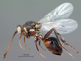 Anacharoides_pallida_SAM-HYM-P024717_habitus