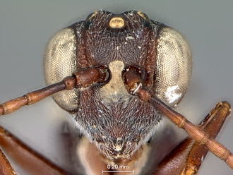 Anacharoides_pallida_SAM-HYM-P024717_head