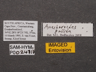 Anacharoides_pallida_SAM-HYM-P024717_labels